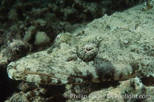 Crocodile fish, Papilloculiceps longiceps, Egyptian Red Sea