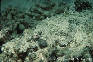 Crocodile fish, Papilloculiceps longiceps, Egyptian Red Sea