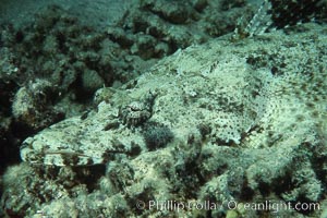 Crocodile fish, Papilloculiceps longiceps, Egyptian Red Sea