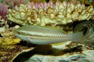 Unidentified Indo-Pacific wrasse fish