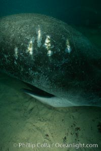 West Indian manatee with scarring/wound from boat propellor. Homosassa River, Florida, USA, Trichechus manatus, natural history stock photograph, photo id 03306