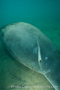 West Indian manatee with scarring/wound from boat propellor, Trichechus manatus, Homosassa River