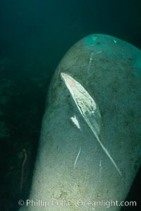 West Indian manatee with scarring/wound from boat propellor, Trichechus manatus, Homosassa River