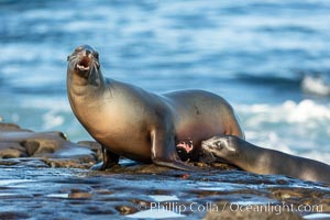 California Sea Lion mother with her pup, mother has injury, open wound, La Jolla, California, Zalophus californianus