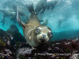 Inquisitive young California sea lion underwater, this is a pup-of-the-year born in June and only about five months old, Coronado Islands near San Diego, Baja California, Mexico, Zalophus californianus, Coronado Islands (Islas Coronado)