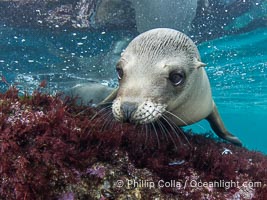 Inquisitive young California sea lion underwater, this is a pup-of-the-year born in June and only about five months old, Coronado Islands near San Diego, Baja California, Mexico, Zalophus californianus, Coronado Islands (Islas Coronado)