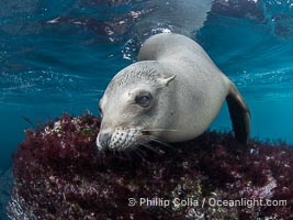 Inquisitive young California sea lion underwater, this is a pup-of-the-year born in June and only about five months old, Coronado Islands near San Diego, Baja California, Mexico, Zalophus californianus, Coronado Islands (Islas Coronado)
