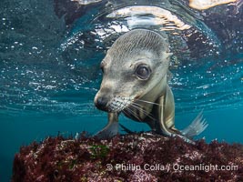 Inquisitive young California sea lion underwater, this is a pup-of-the-year born in June and only about five months old, Coronado Islands near San Diego, Baja California, Mexico, Zalophus californianus, Coronado Islands (Islas Coronado)