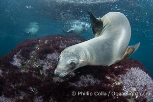 Inquisitive young California sea lion underwater, this is a pup-of-the-year born in June and only about five months old, Coronado Islands near San Diego, Baja California, Mexico, Zalophus californianus, Coronado Islands (Islas Coronado)