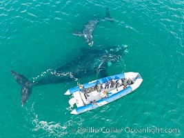 Inquisitive southern right whale mother and calf visits a boat, Eubalaena australis, aerial photo, Eubalaena australis, Puerto Piramides, Chubut, Argentina