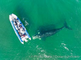 Inquisitive southern right whale visits a boat, Eubalaena australis, aerial photo, Eubalaena australis, Puerto Piramides, Chubut, Argentina