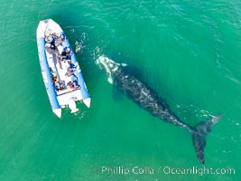 Inquisitive southern right whale visits a boat, Eubalaena australis, aerial photo, Eubalaena australis, Puerto Piramides, Chubut, Argentina