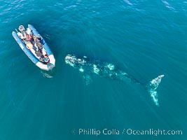 Inquisitive southern right whale visits a boat, Eubalaena australis, aerial photo, Eubalaena australis, Puerto Piramides, Chubut, Argentina