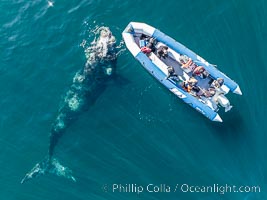 Inquisitive southern right whale visits a boat, Eubalaena australis, aerial photo, Eubalaena australis, Puerto Piramides, Chubut, Argentina