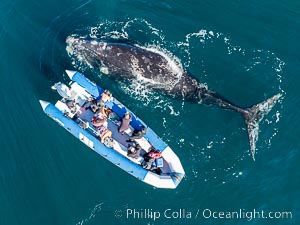 Inquisitive southern right whale visits a boat, Eubalaena australis, aerial photo, Eubalaena australis, Puerto Piramides, Chubut, Argentina