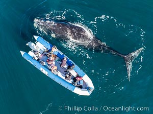 Inquisitive southern right whale visits a boat, Eubalaena australis, aerial photo, Eubalaena australis, Puerto Piramides, Chubut, Argentina