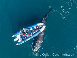 Inquisitive southern right whale visits a boat, Eubalaena australis, aerial photo, Eubalaena australis, Puerto Piramides, Chubut, Argentina