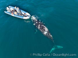 Inquisitive southern right whale visits a boat, Eubalaena australis, aerial photo, Eubalaena australis, Puerto Piramides, Chubut, Argentina