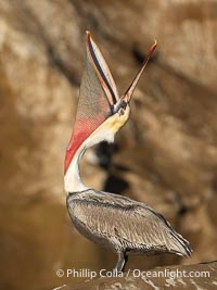 Interesting Brown Pelican Head Throw Display. This California brown pelican is arching its head and neck way back, opening its mouth in a behavior known as a head throw or bill throw. Winter adult non-breeding plumage, Pelecanus occidentalis californicus, Pelecanus occidentalis, La Jolla