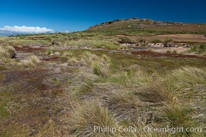 Interior of Carcass Island, with mounds of tussock grass and other low-lying vegatation