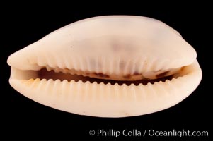 Interrupted Cowrie, Cypraea interrupta