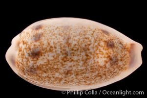 Interrupted Cowrie, Cypraea interrupta