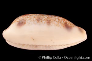 Interrupted Cowrie, Cypraea interrupta