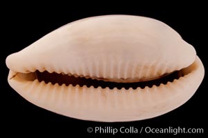 Interrupted Cowrie, Cypraea interrupta