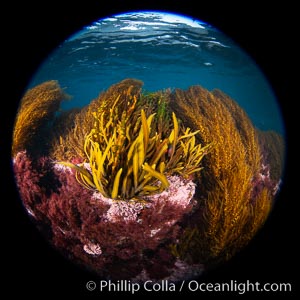 Marine algae including invasive sargassum, Coronado Islands, Baja California, Mexico