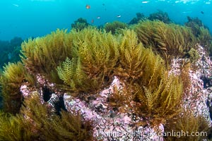 Invasive Sargassum and various algae, San Clemente Island