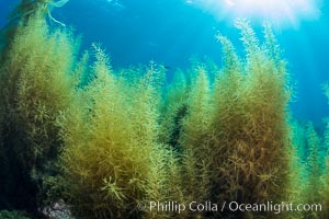 Invasive Sargassum, Catalina, Catalina Island