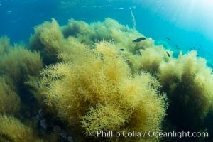 Invasive Sargassum, Catalina, Catalina Island