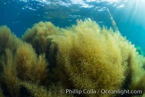 Invasive Sargassum, Catalina, Catalina Island