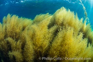 Invasive Sargassum, Catalina, Catalina Island