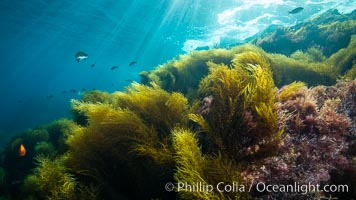 Invasive sargassum, Coronado Islands, Baja California, Mexico, Sargassum horneri