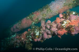 Oil Rig Ellen underwater structure covered in invertebrate life, Long Beach, California