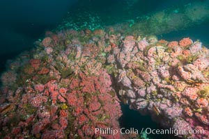 Oil Rig Ellen underwater structure covered in invertebrate life, Long Beach, California