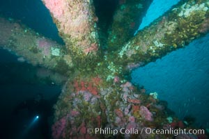 Oil Rig Ellen underwater structure covered in invertebrate life, Long Beach, California