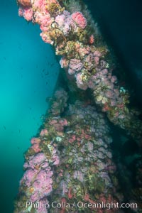 Oil Rig Ellen underwater structure covered in invertebrate life, Long Beach, California