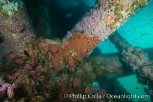 Oil Rig Ellen underwater structure covered in invertebrate life, Long Beach, California