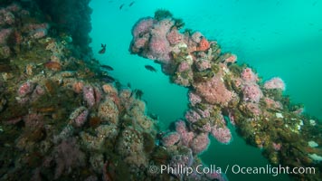 Oil Rig Ellen underwater structure covered in invertebrate life, Long Beach, California