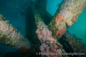 Oil Rig Ellen underwater structure covered in invertebrate life, Long Beach, California