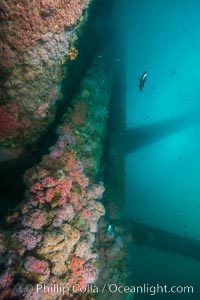 Oil Rig Ellen underwater structure covered in invertebrate life, Long Beach, California