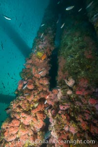 Oil Rig Ellen underwater structure covered in invertebrate life, Long Beach, California