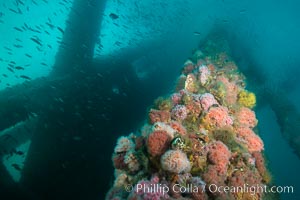 Oil Rig Ellen underwater structure covered in invertebrate life, Long Beach, California