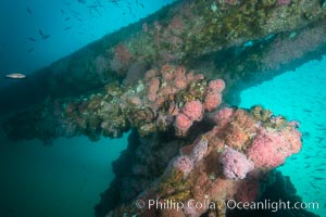 Oil Rig Ellen underwater structure covered in invertebrate life, Long Beach, California