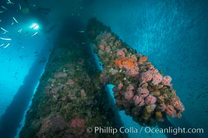 Oil Rig Ellen underwater structure covered in invertebrate life, Long Beach, California