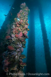 Oil Rig Ellen underwater structure covered in invertebrate life, Long Beach, California