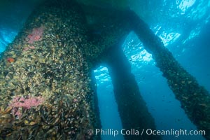 Oil Rig Ellen underwater structure covered in invertebrate life, Long Beach, California