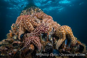 Oil Rig Ellen underwater structure covered in invertebrate life, Long Beach, California